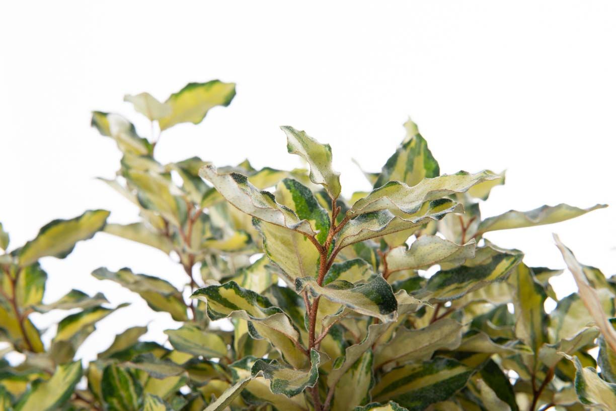 ELAEAGNUS x ebbingei 'Viveleg' ®