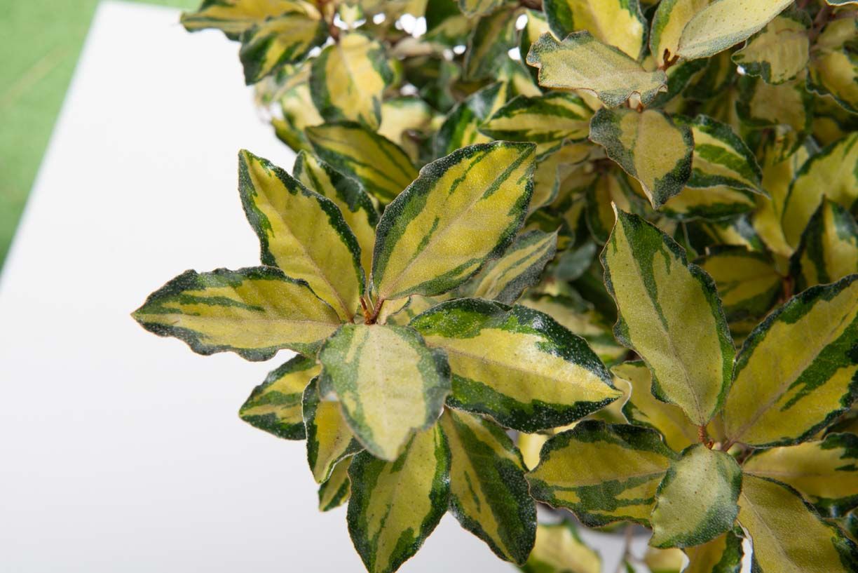 ELAEAGNUS x ebbingei 'Viveleg' ®