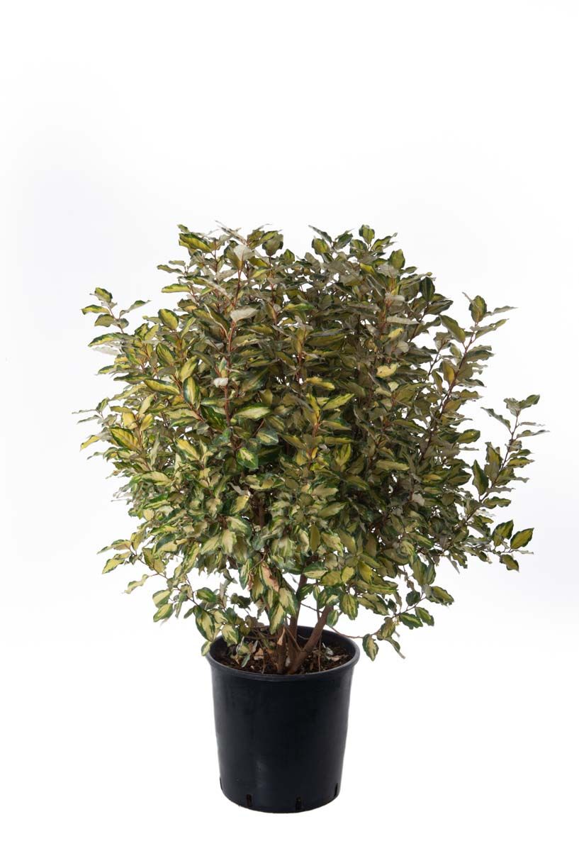 ELAEAGNUS x ebbingei 'Viveleg' ®