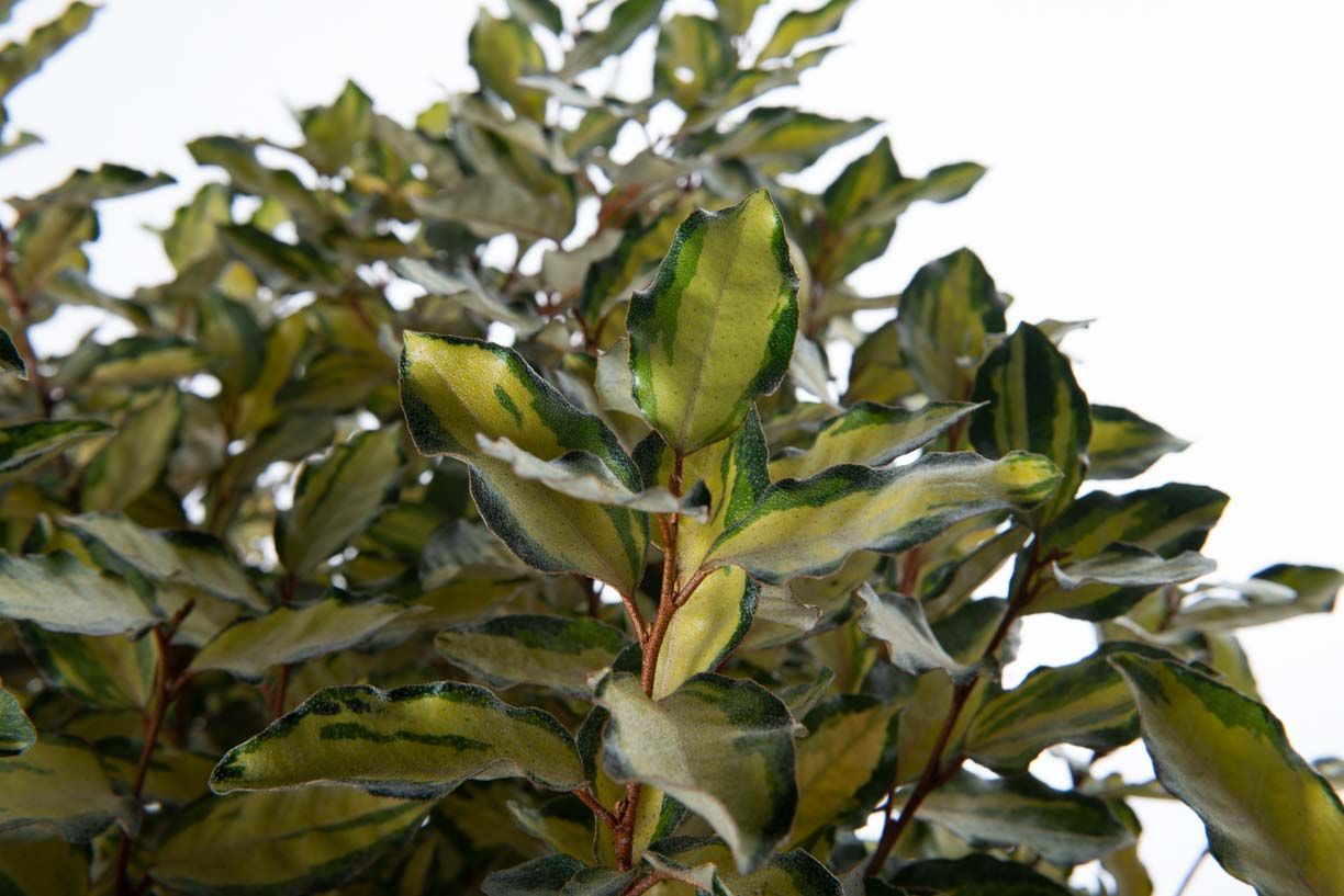 ELAEAGNUS x ebbingei 'Viveleg' ®
