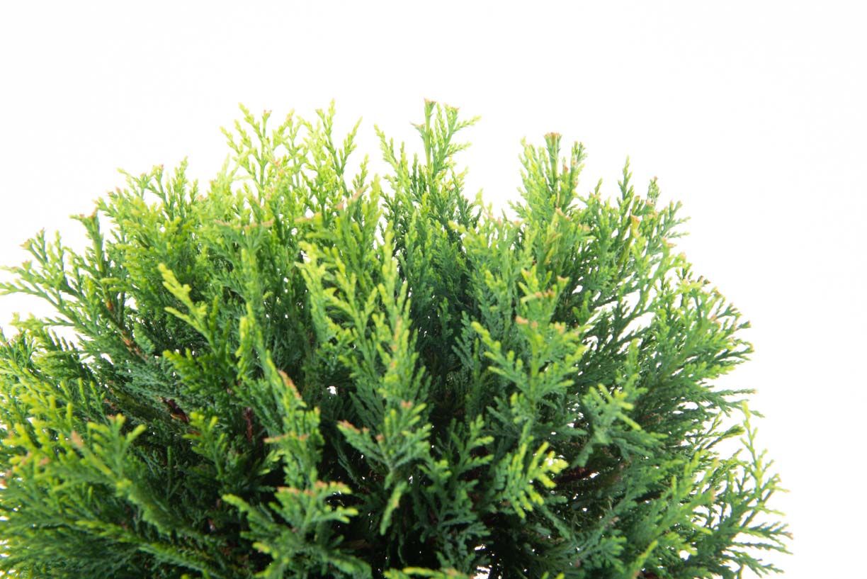 CUPRESSOCYPARIS leylandii 'Excalibur Gold' ®