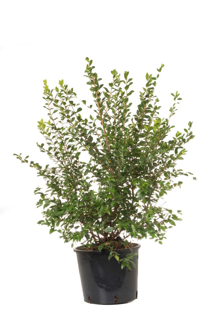 MYRTUS communis 'Tarentina'