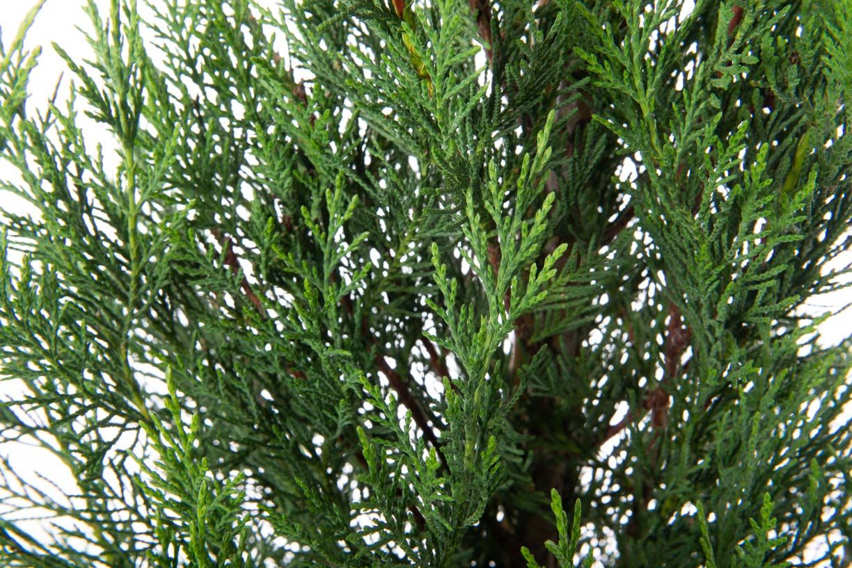 CUPRESSOCYPARIS leylandii 'Blue Jeans'
