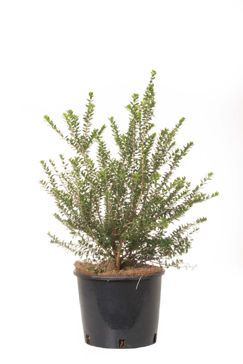 NANDINA domestica