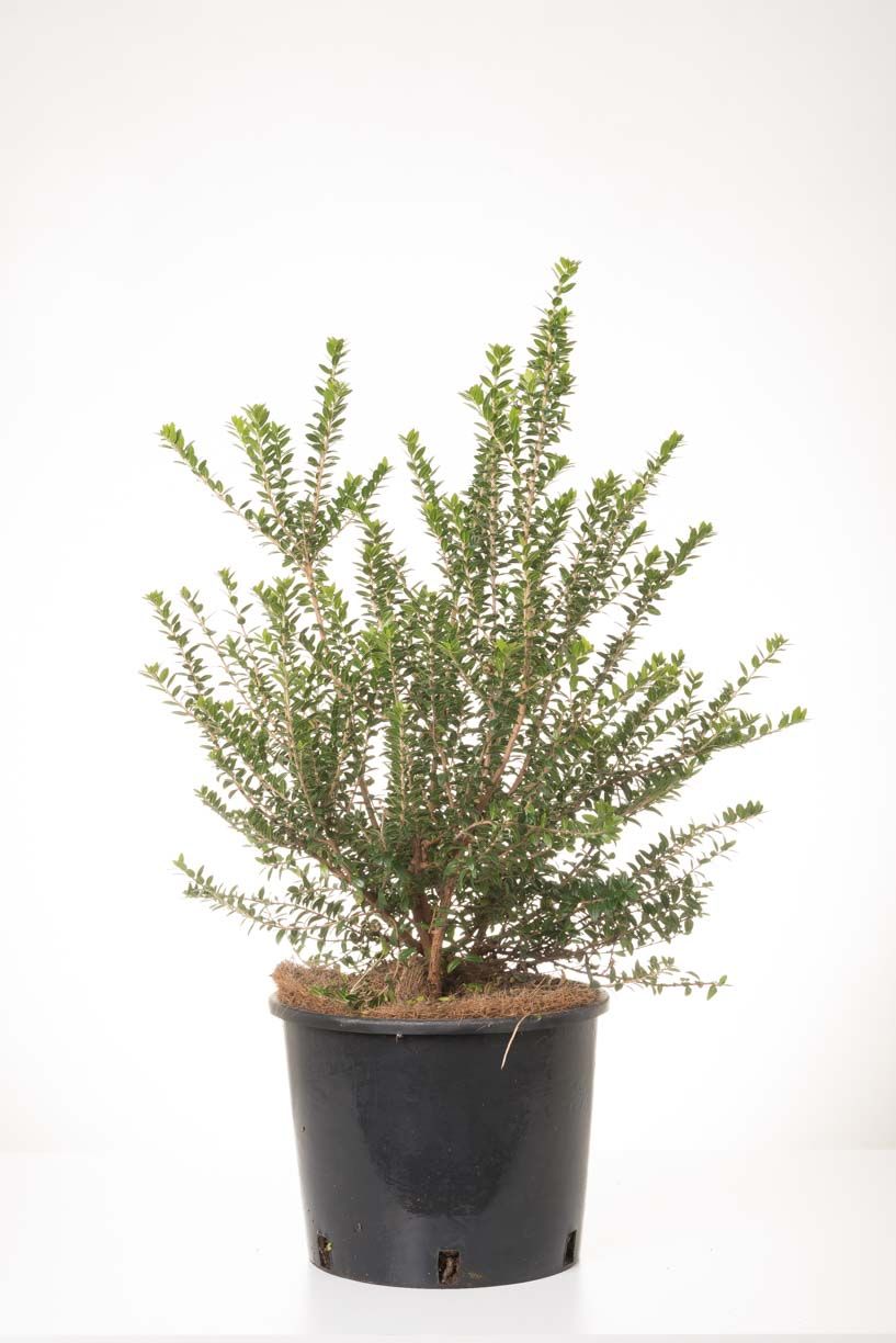 NANDINA domestica