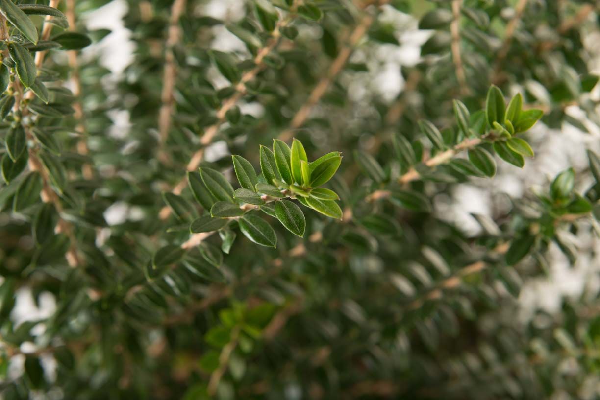 NANDINA domestica