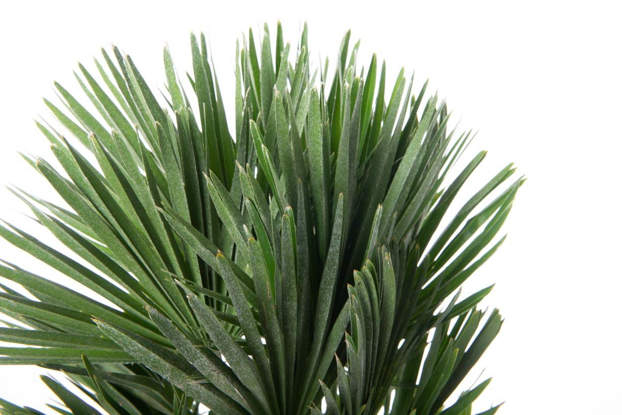 CHAMAEROPS humilis 'Hybrido'