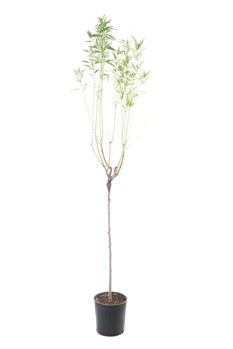 AMYGDALUS vulgaris nano