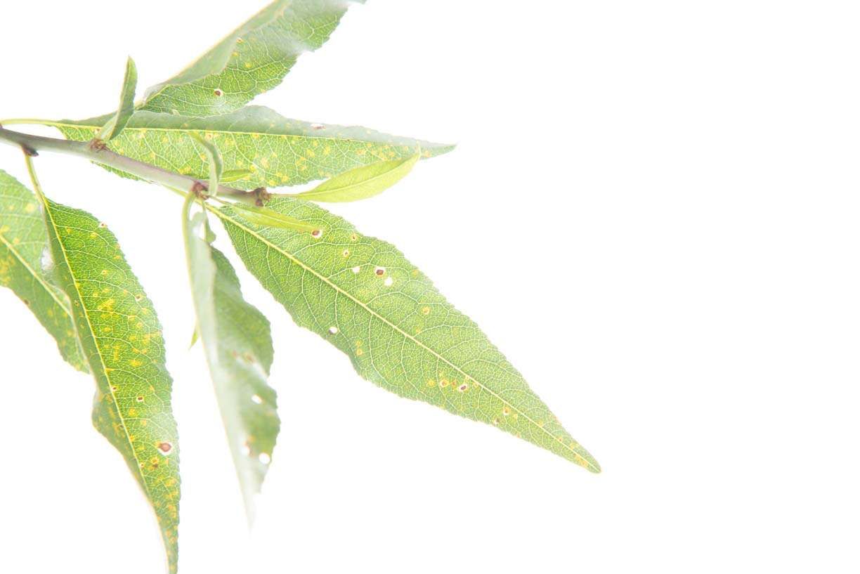 AMYGDALUS vulgaris nano