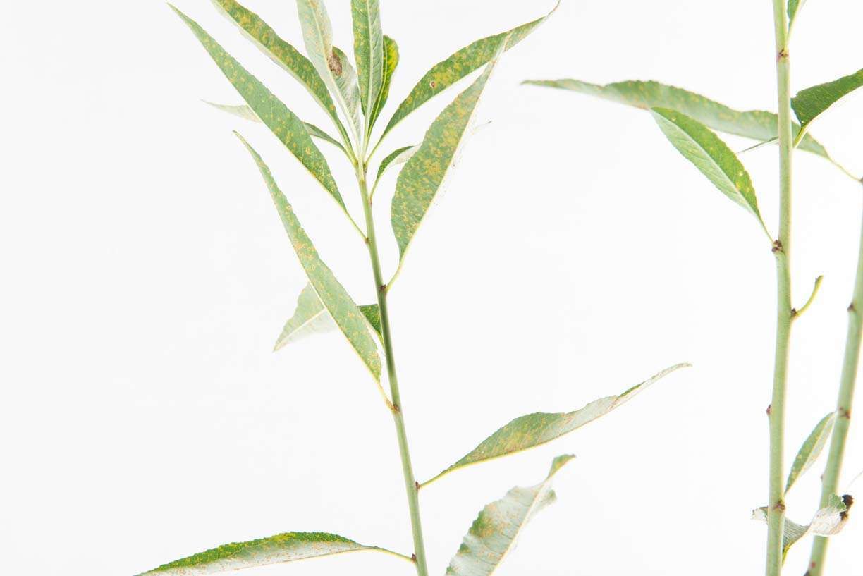 AMYGDALUS vulgaris nano
