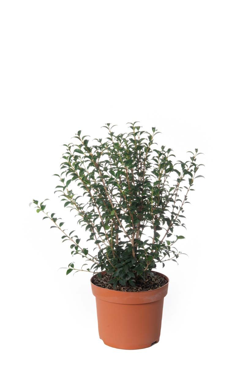 OSTRYA carpinifolia