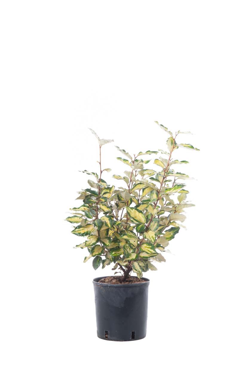 ELAEAGNUS x ebbingei 'Viveleg' ®