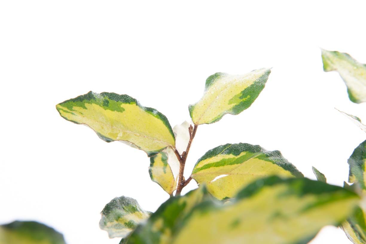 ELAEAGNUS x ebbingei 'Viveleg' ®