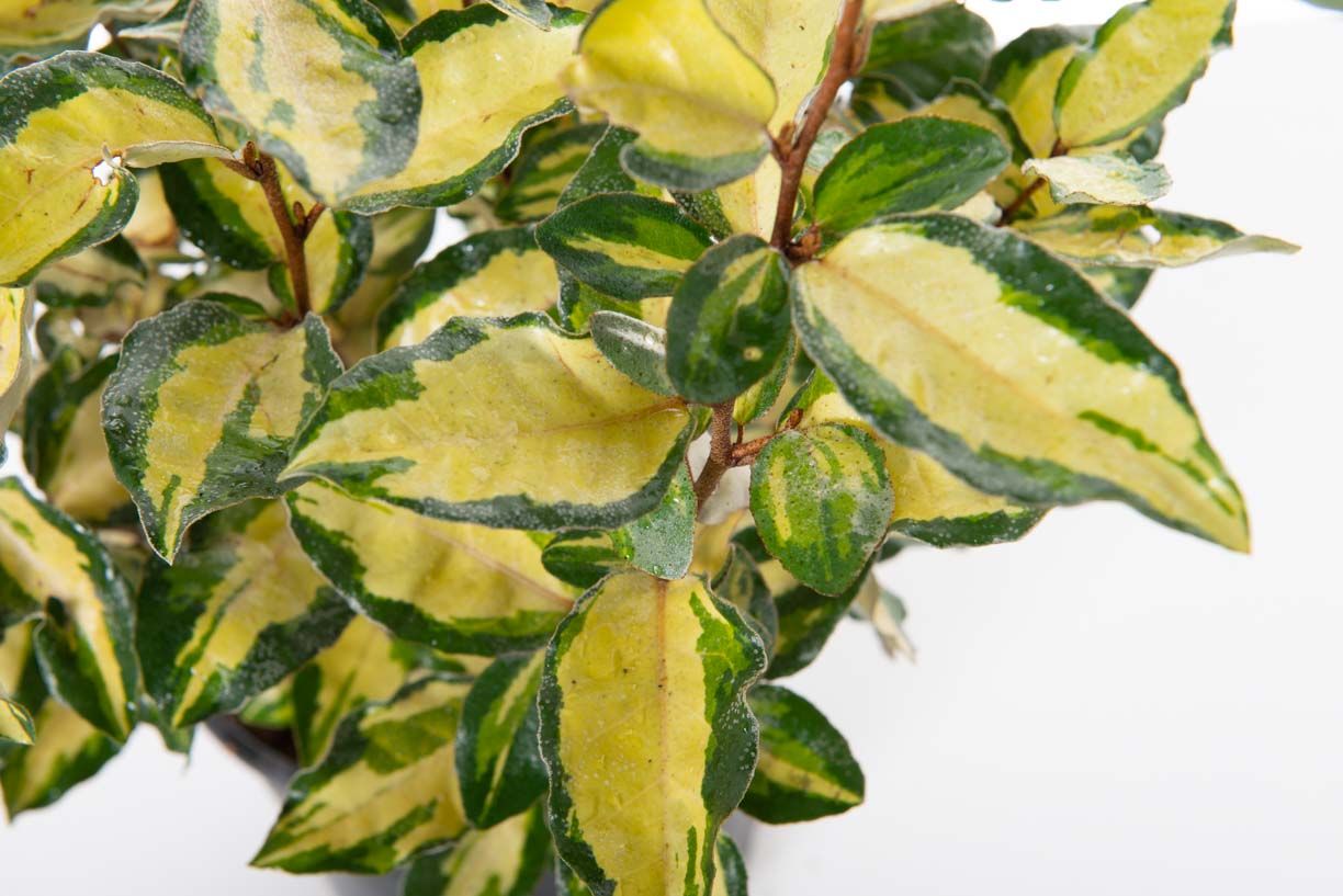 ELAEAGNUS x ebbingei 'Viveleg' ®