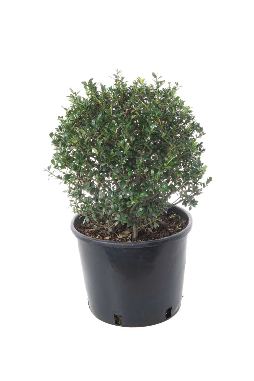 ILEX crenata 'Twiggy'