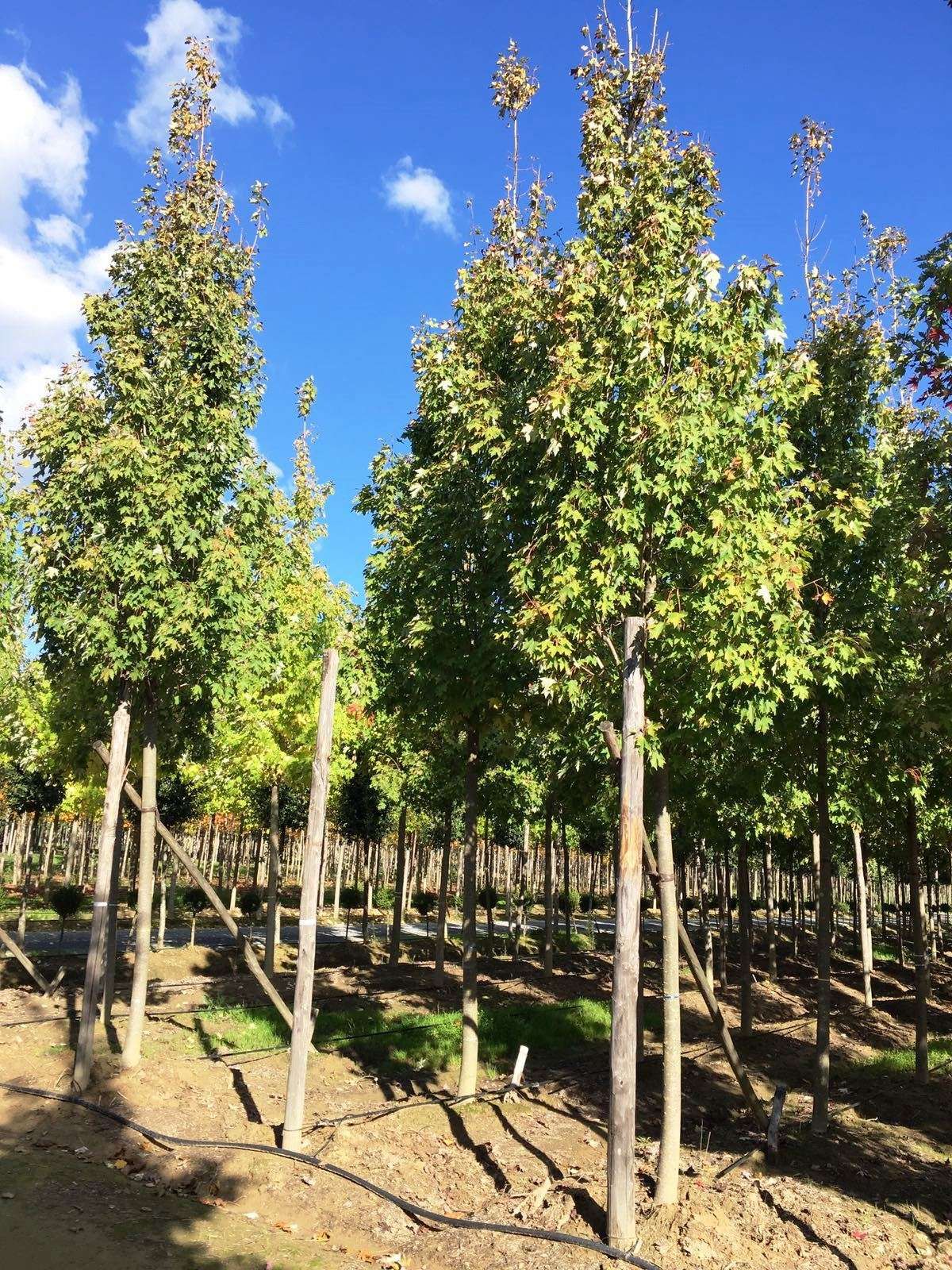 ACER x freemanii 'Autumn Blaze' ®