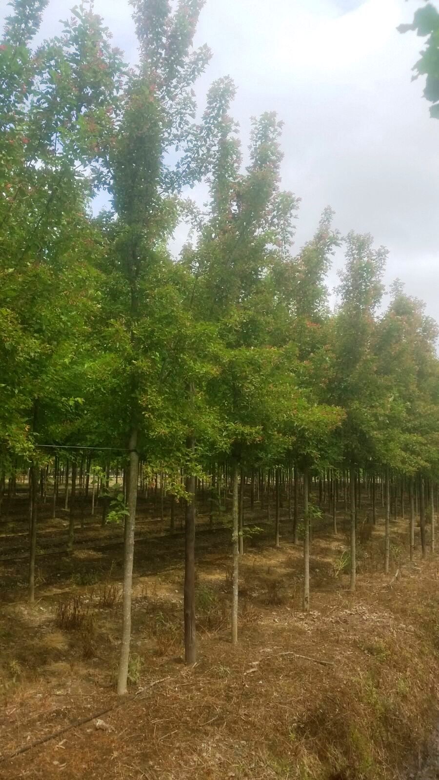 ACER griseum