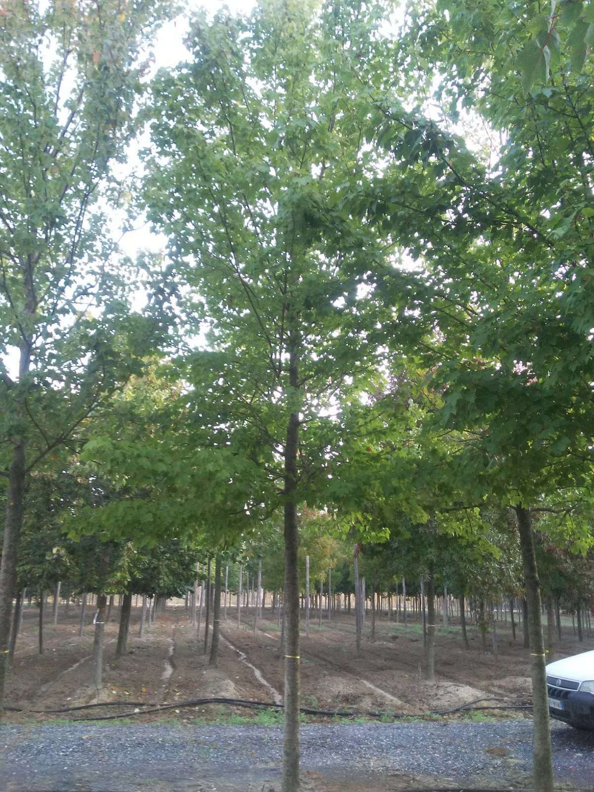 ACER rubrum 'Brandywine'