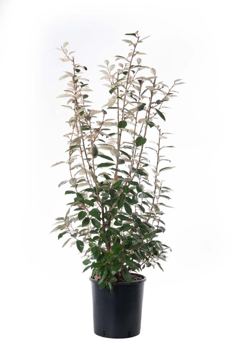 ELAEAGNUS x ebbingei 'Compacta'