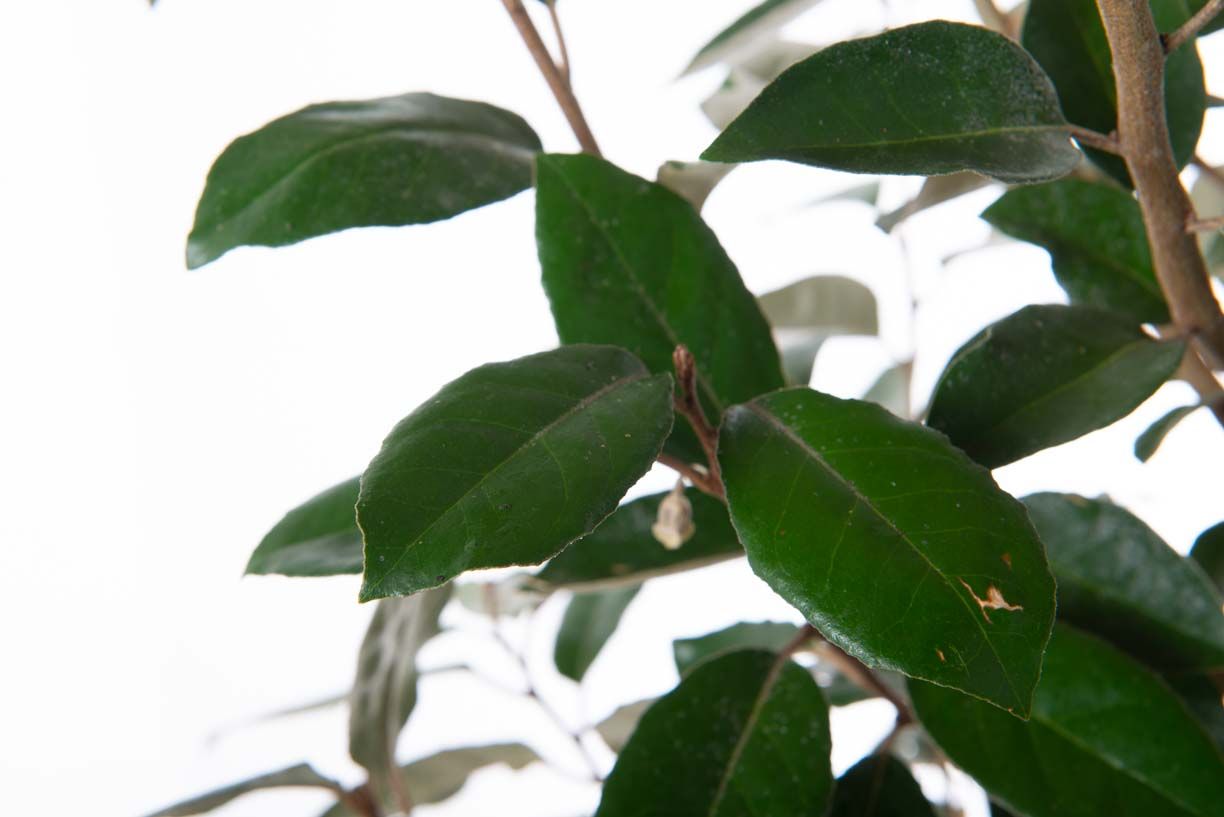 ELAEAGNUS x ebbingei 'Compacta'
