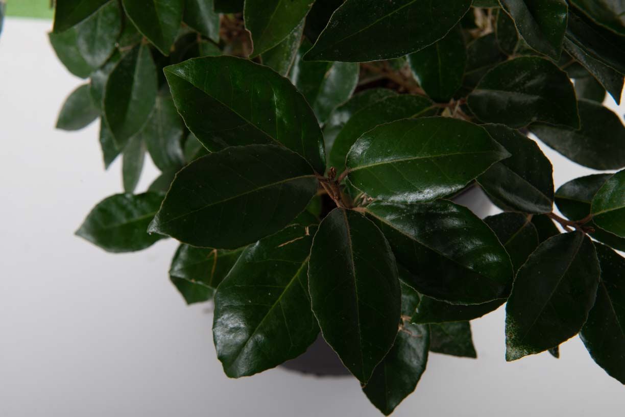 ELAEAGNUS x ebbingei 'Compacta'