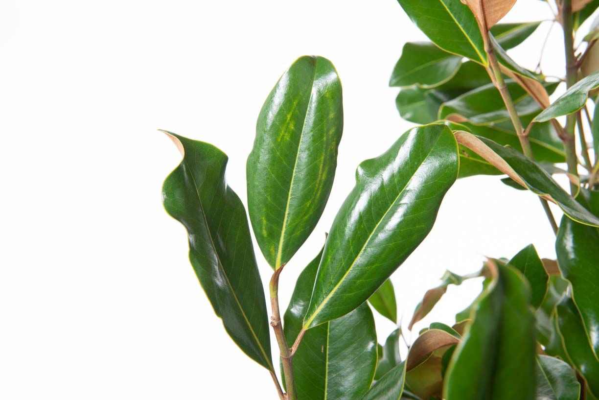 MAGNOLIA grandiflora 'Victoria'