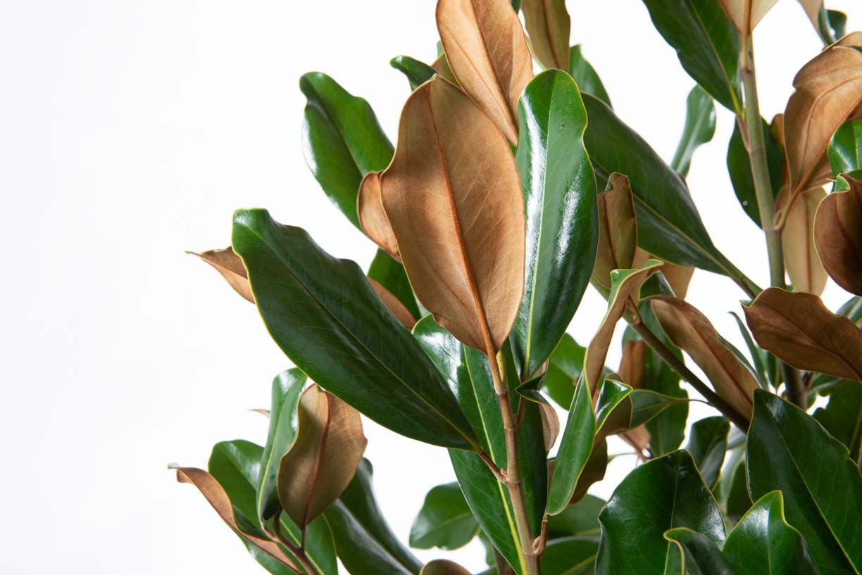 MAGNOLIA grandiflora 'Victoria'