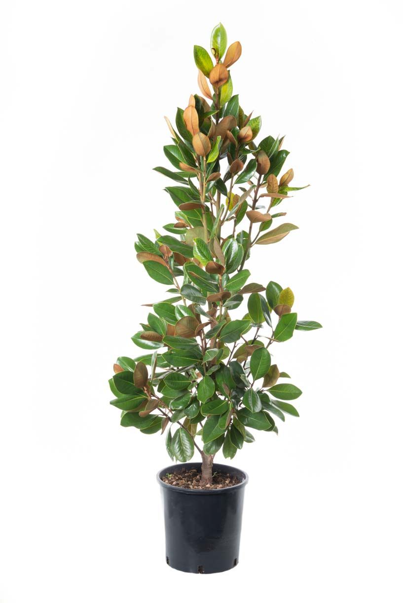 MAGNOLIA grandiflora 'Galissoniensis Praecox'