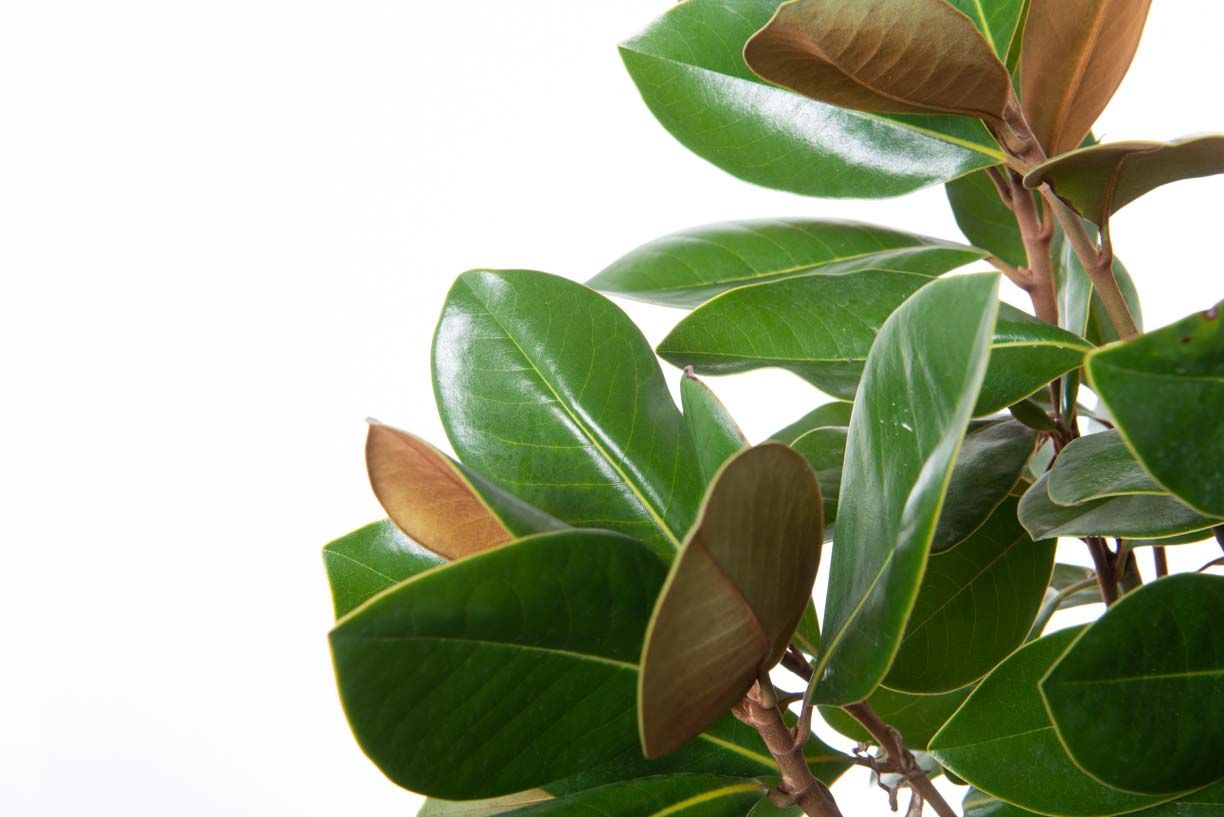 MAGNOLIA grandiflora 'Galissoniensis Praecox'