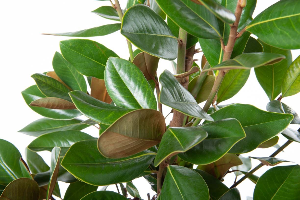 MAGNOLIA grandiflora 'Galissoniensis Praecox'