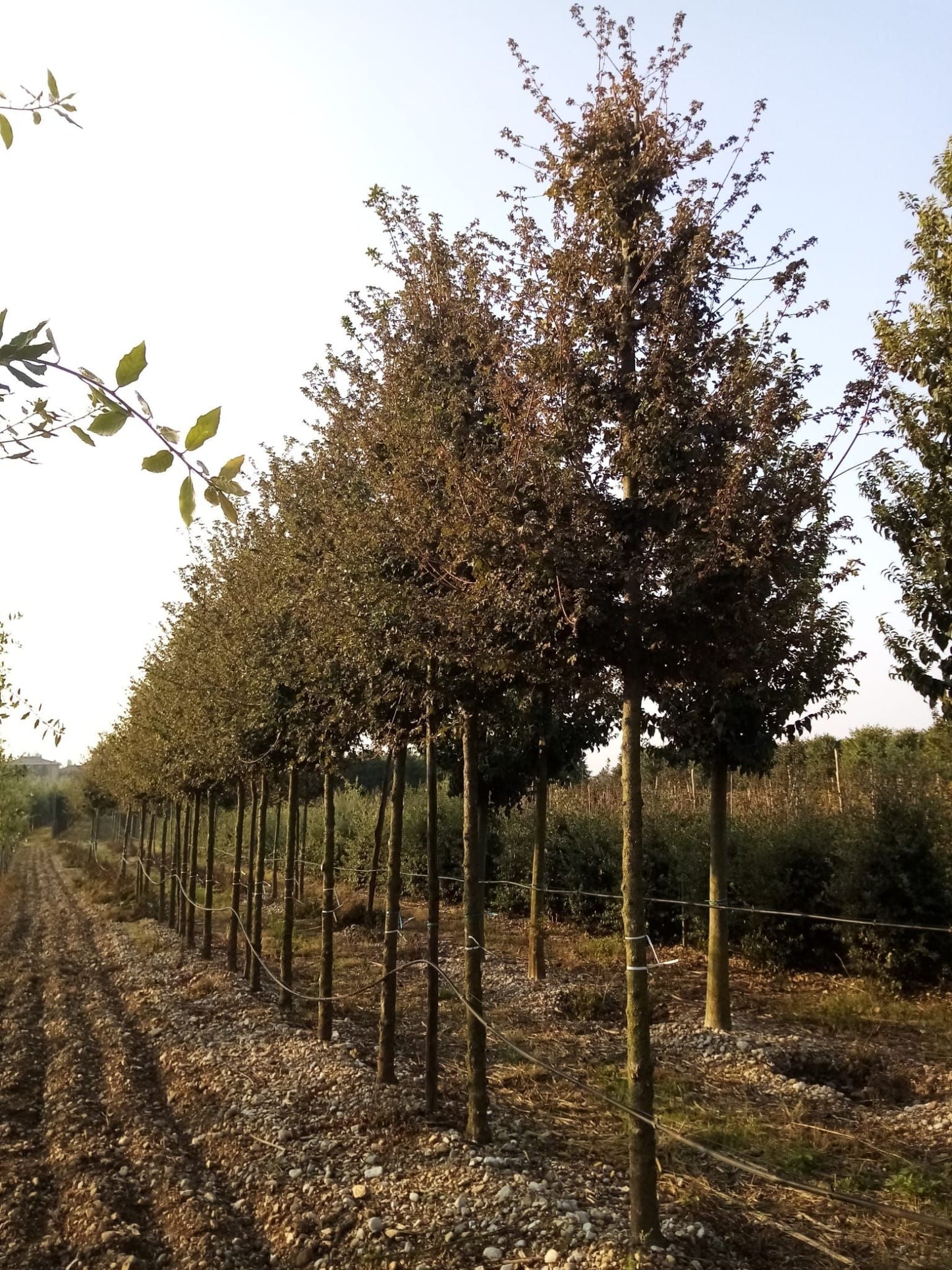 ACER campestre 'Elegant'