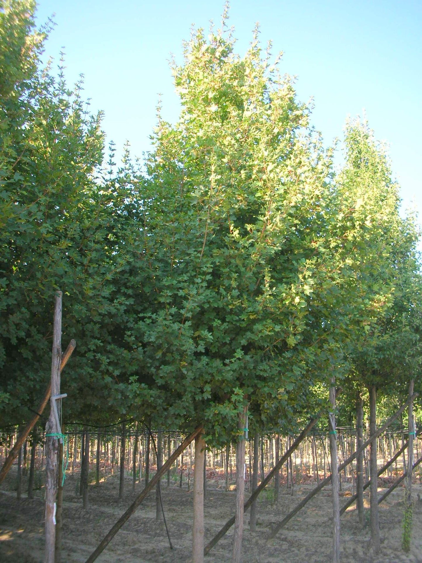 ACER campestre 'Elegant'