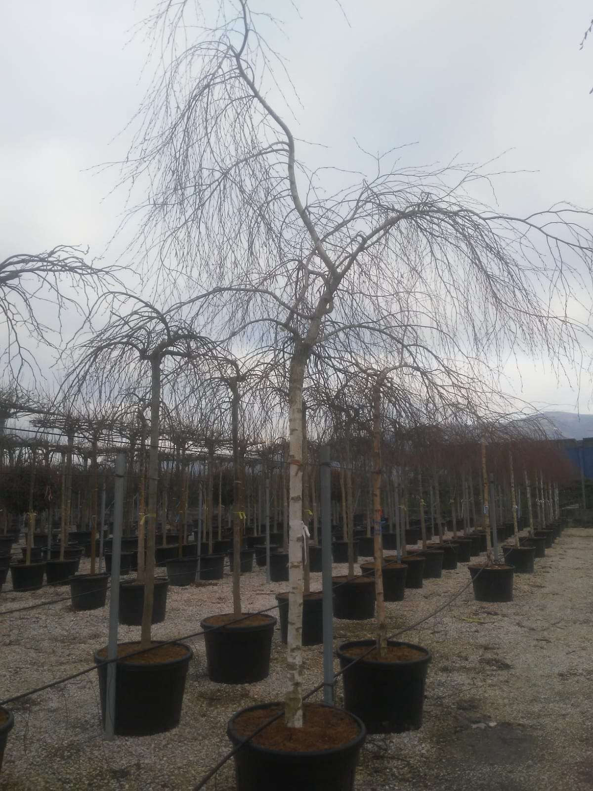 BIGNONIA 'Contessa Sara'