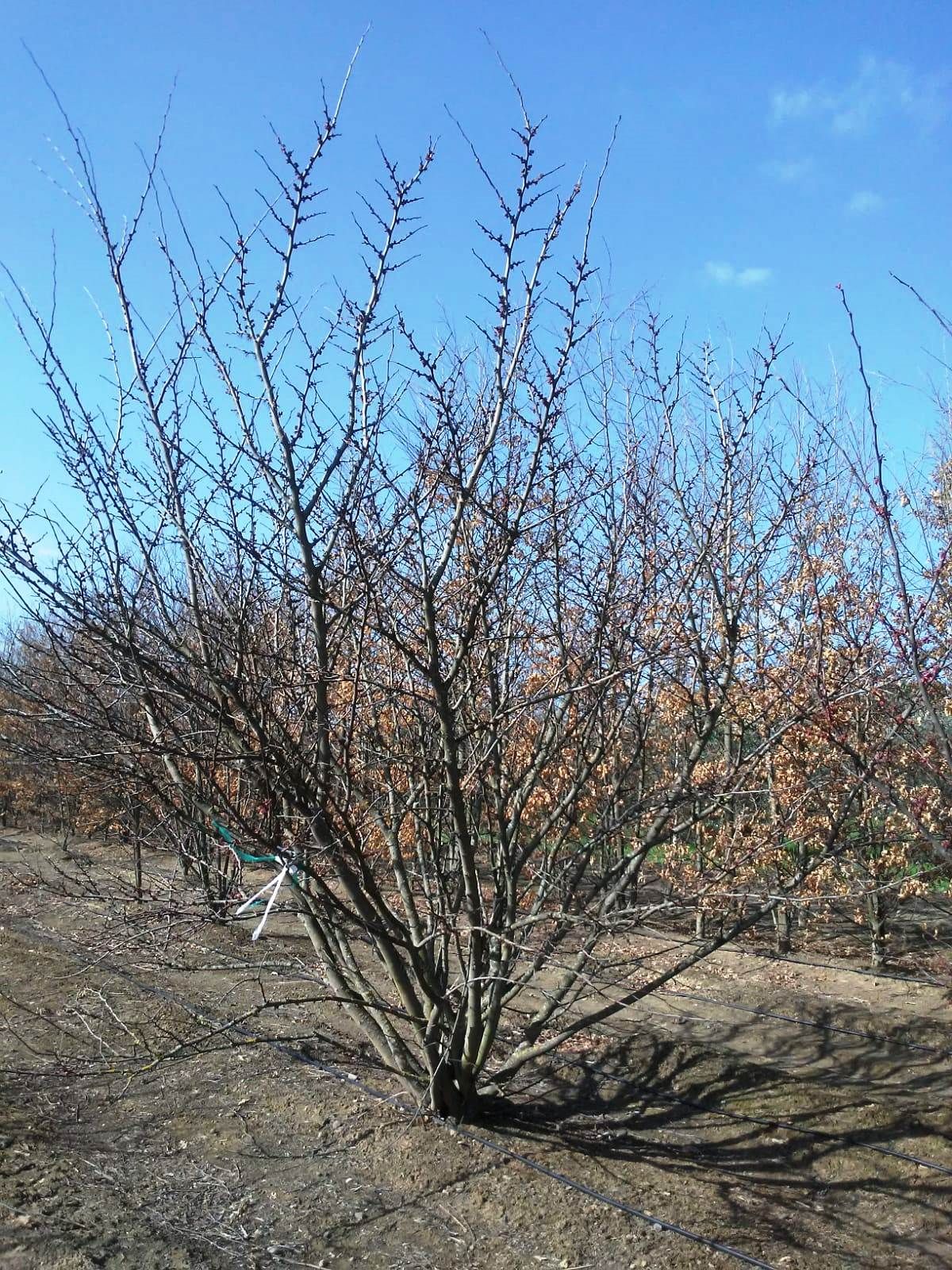 CERCIS siliquastrum 'Alba'