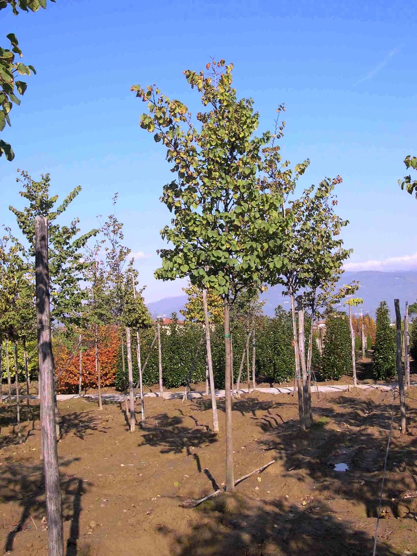 CERCIS siliquastrum 'Alba'