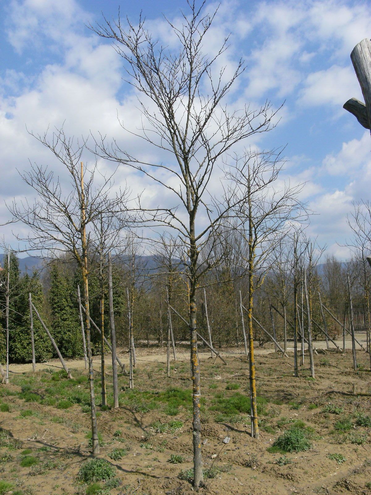 CERCIS siliquastrum 'Alba'