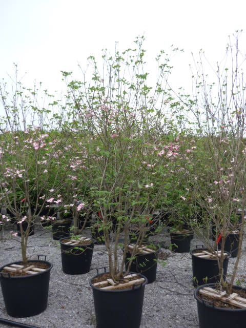 CORNUS honkongensis