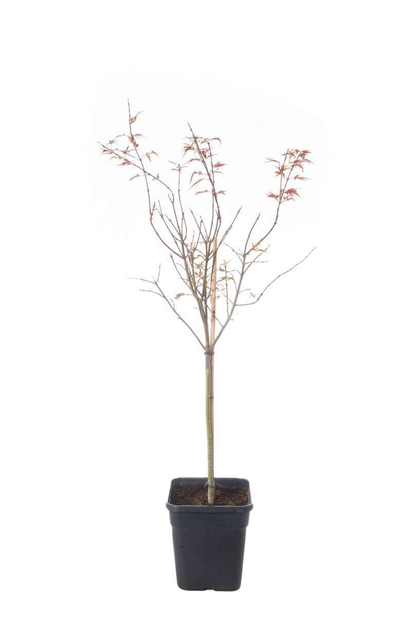 ACER palmatum 'Shaina'