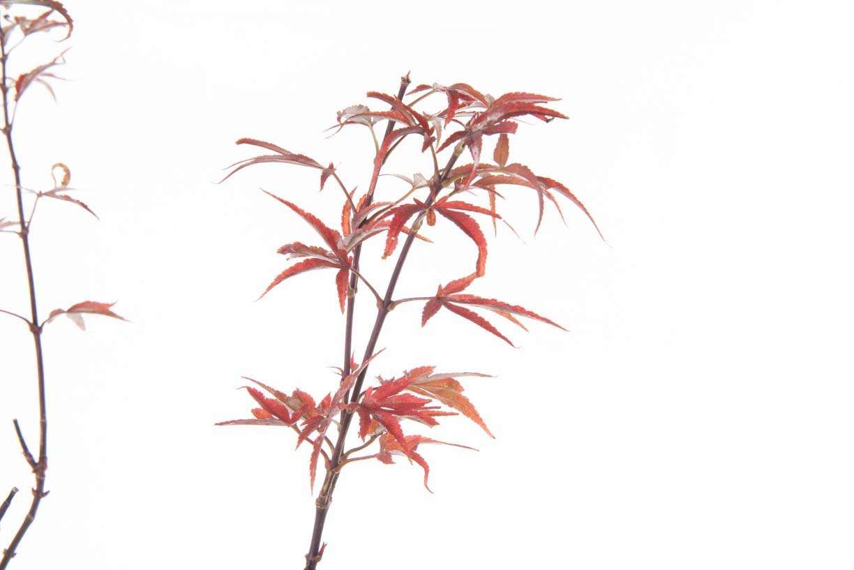 ACER palmatum 'Shaina'