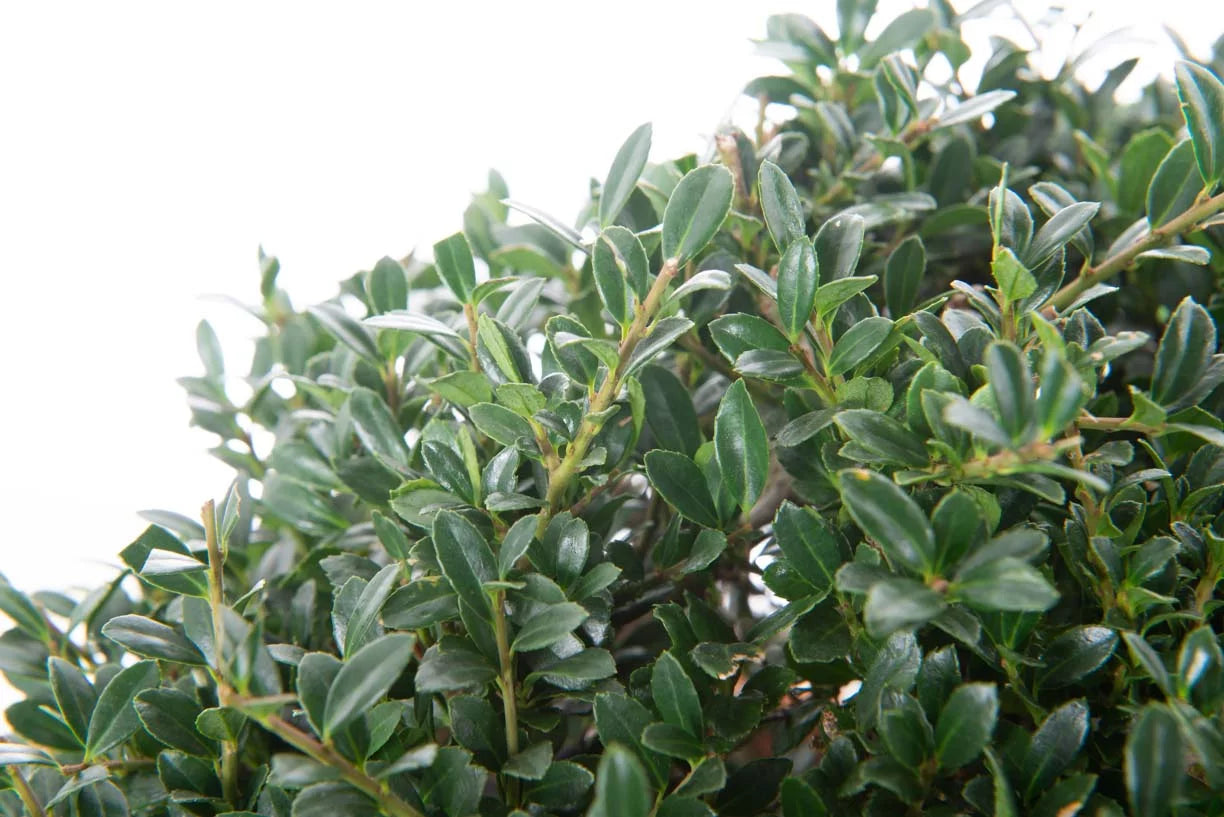 ILEX crenata 'Twiggy'
