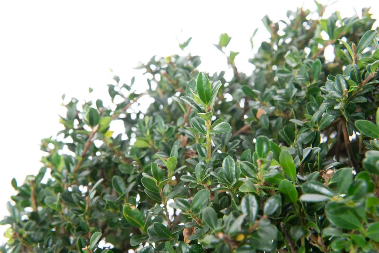 ILEX crenata 'Golden Gem'
