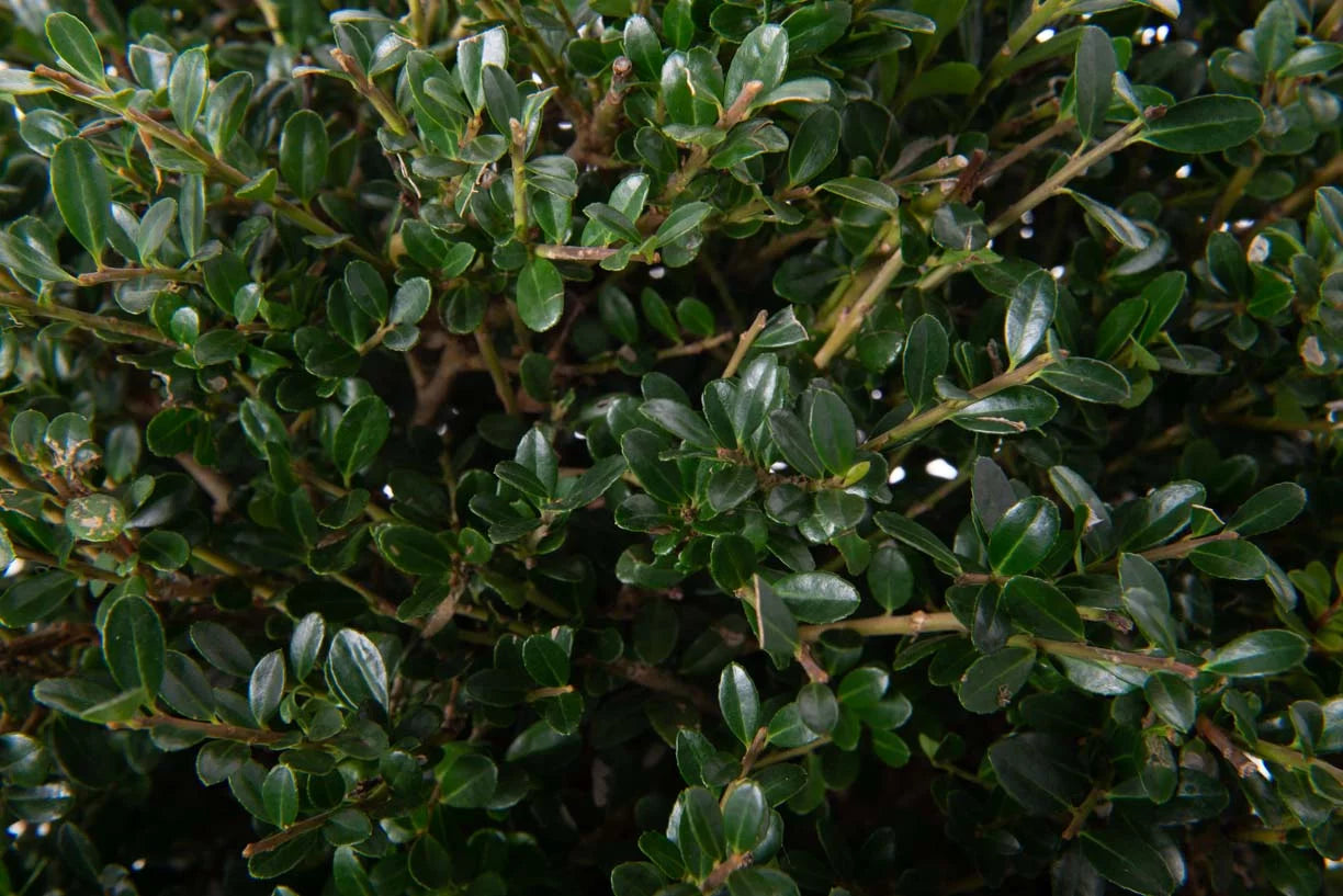 ILEX crenata 'Golden Gem'