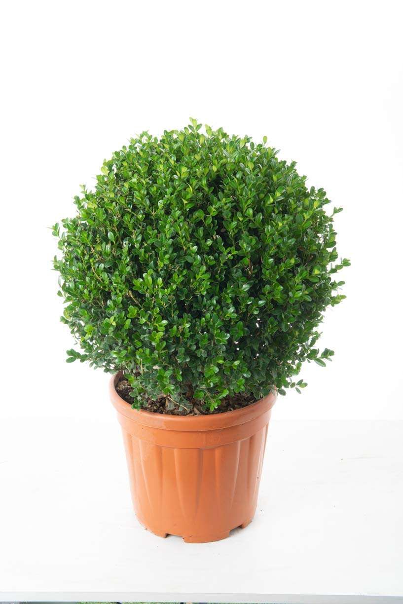BUXUS sempervirens
