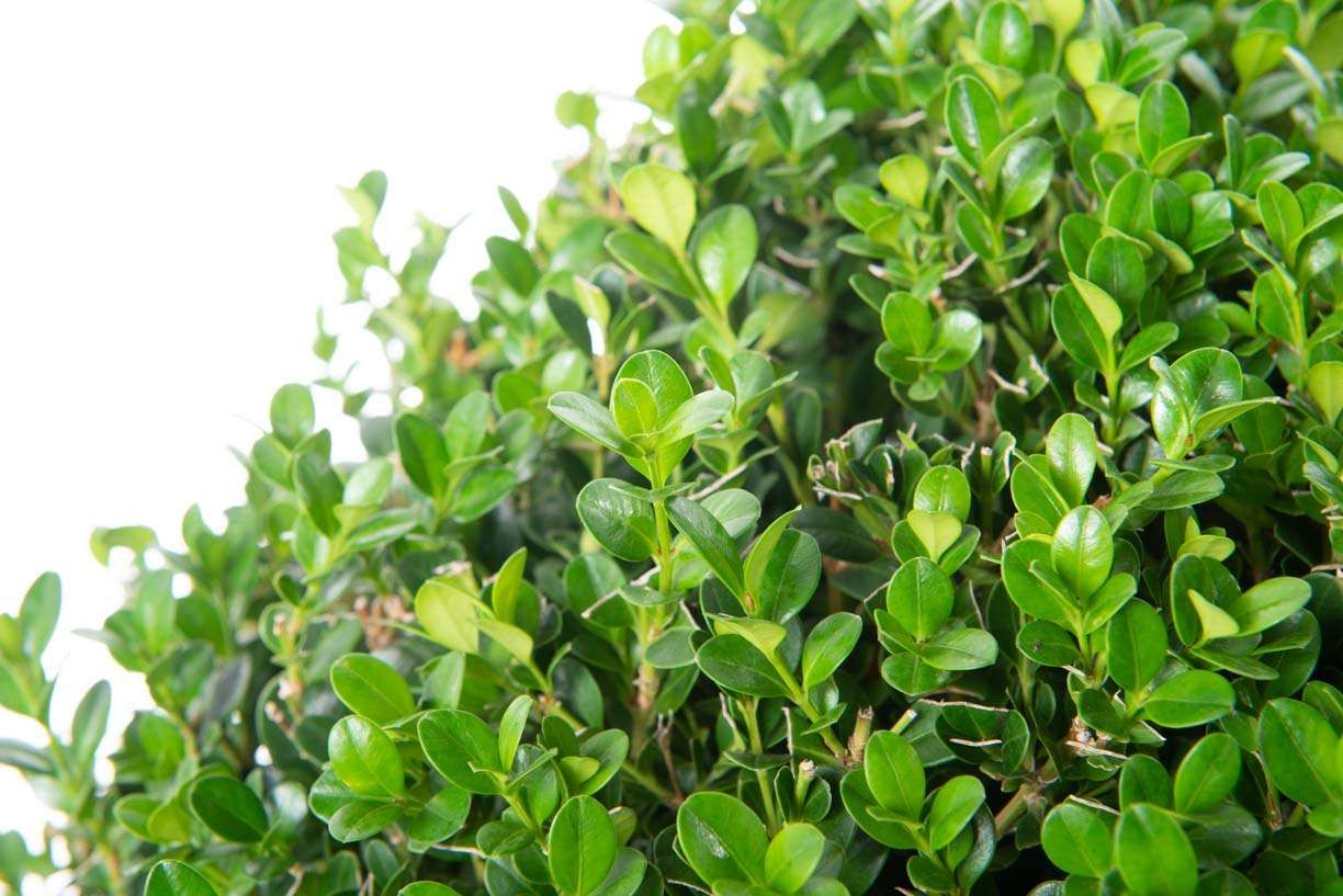 BUXUS sempervirens