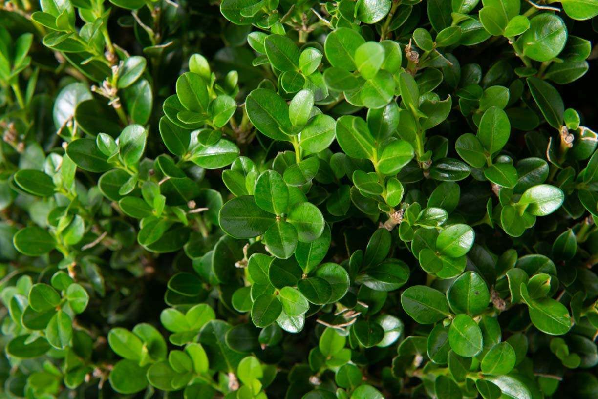 BUXUS sempervirens