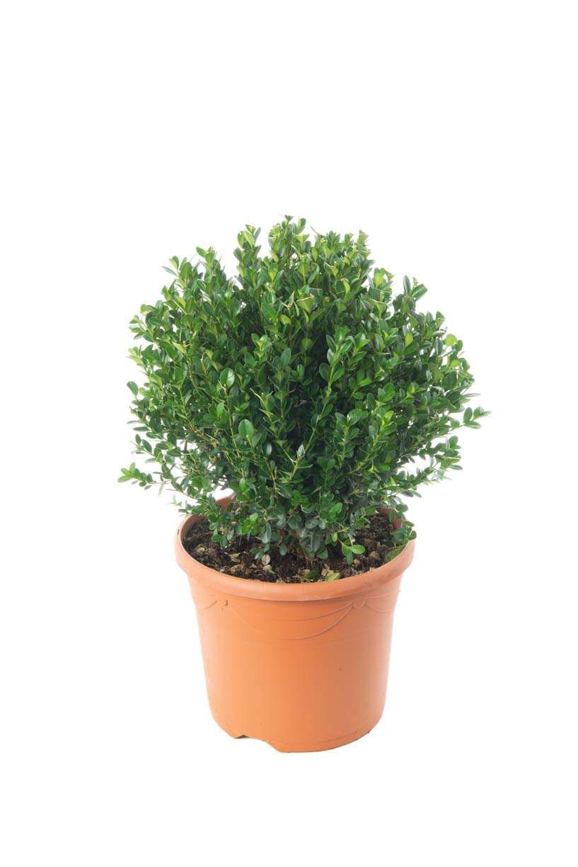 BUXUS sempervirens