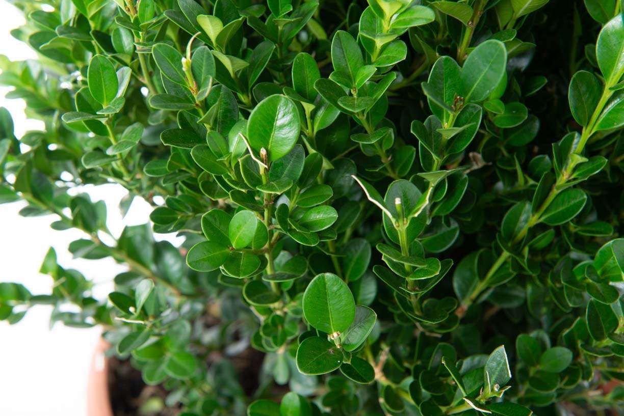 BUXUS sempervirens