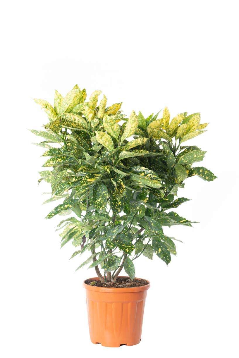 AUCUBA japonica 'Crotonifolia'