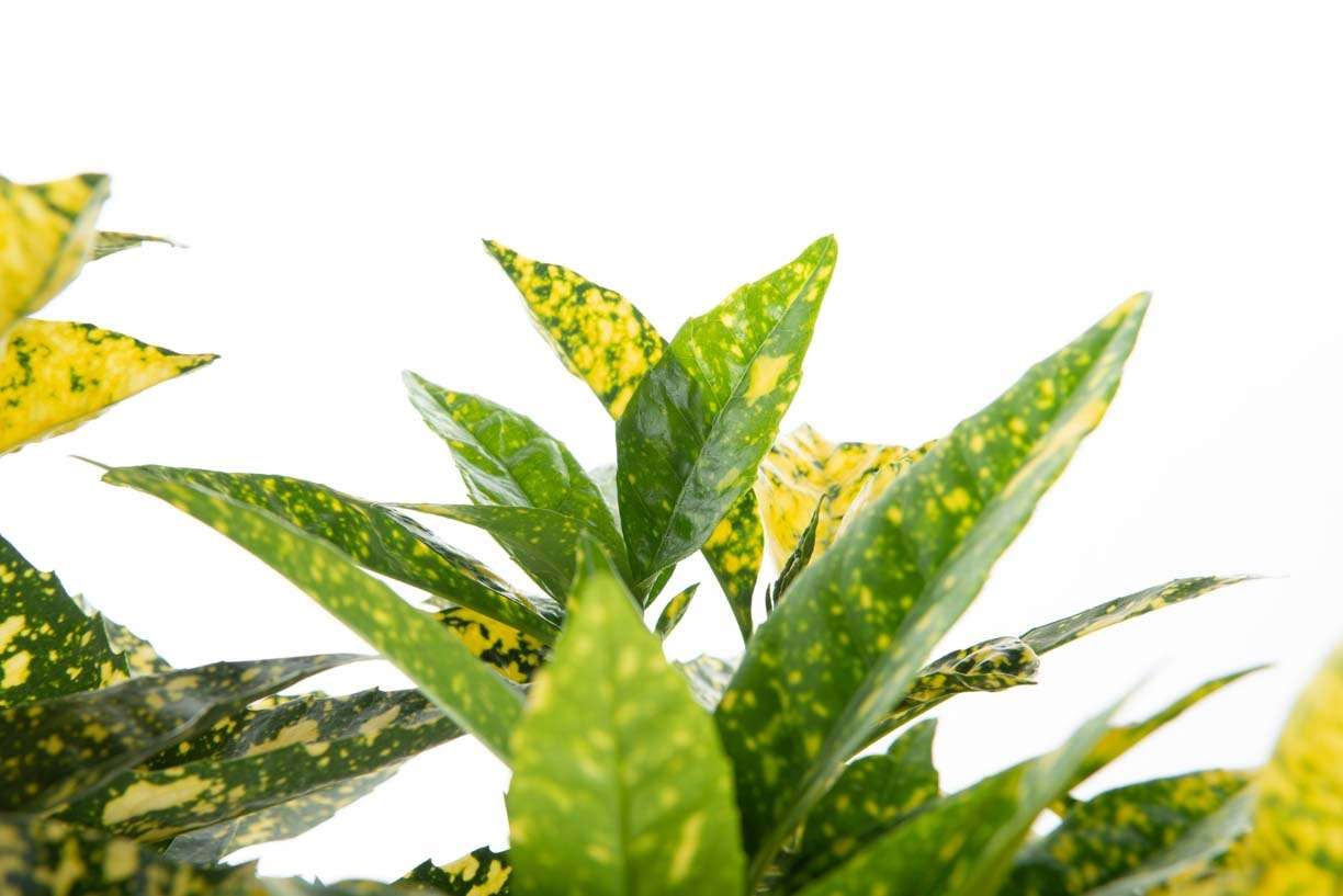 AUCUBA japonica 'Crotonifolia'