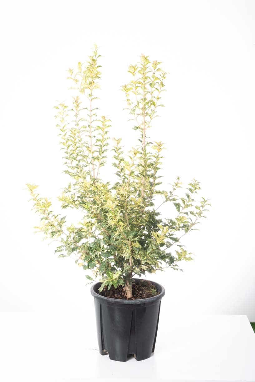 OSMANTHUS heterophyllus 'Variegatus'